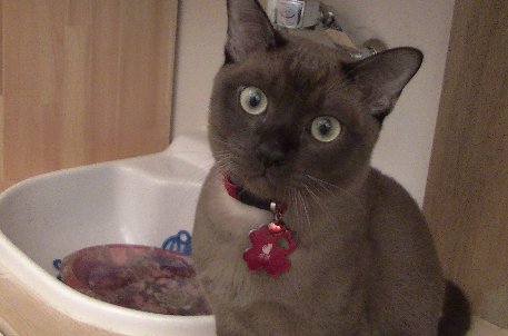 おきな鍼灸整骨院の特別スタッフ、ポポの写真