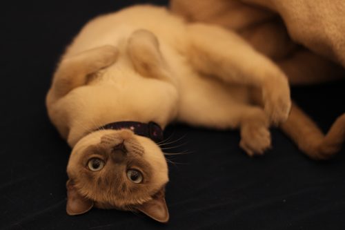 おきな鍼灸整骨院の特別スタッフ、リンの写真